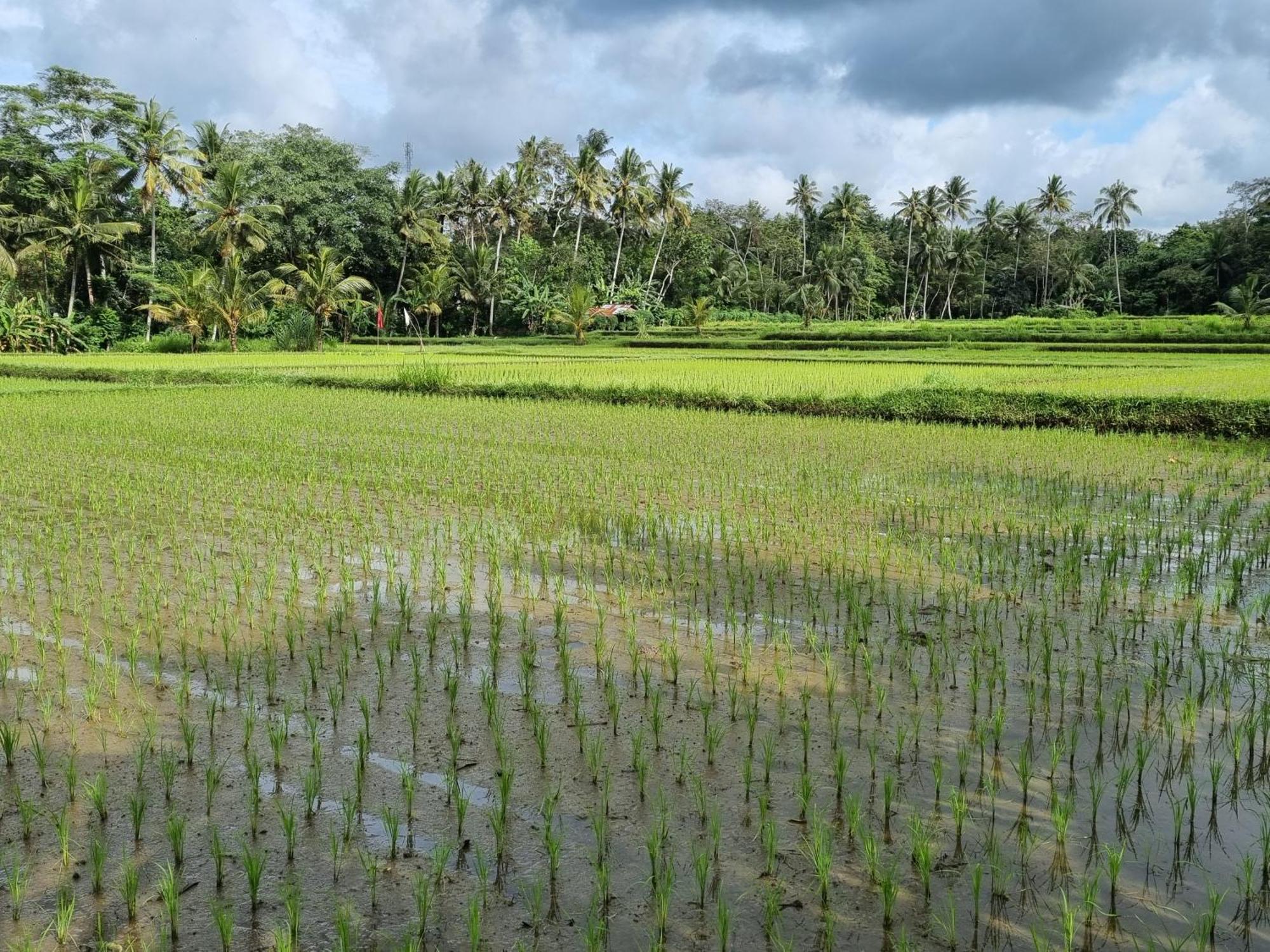 New 4 Bedroom Villa Surrounded By Jungle And Ricefields Ubud  Ngoại thất bức ảnh